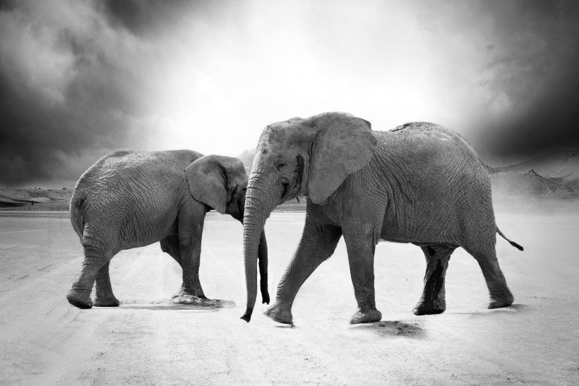 点击大图看下一张：可爱的大象和小象图片