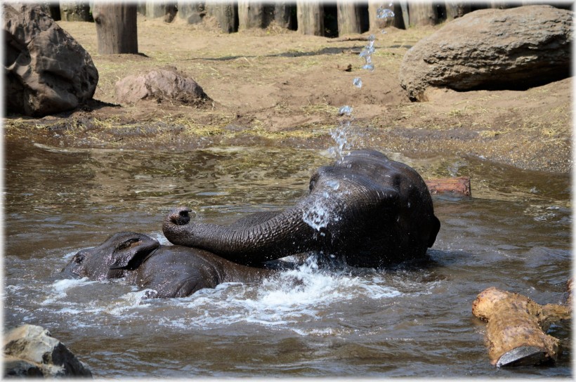 点击大图看下一张：正在洗澡的大象图片