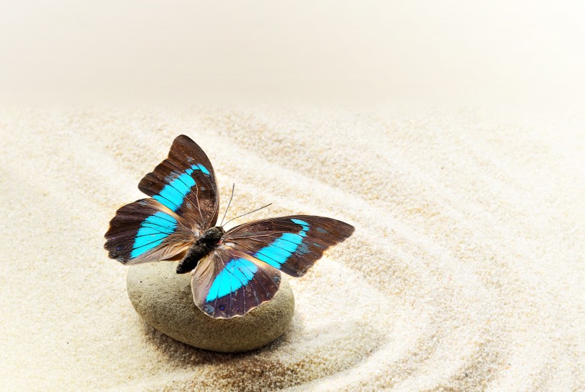 点击大图看下一张：鹅卵石上蝴蝶图片