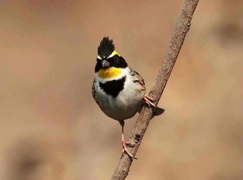 点击大图看下一张：漂亮的黄喉鹀鸟类图片