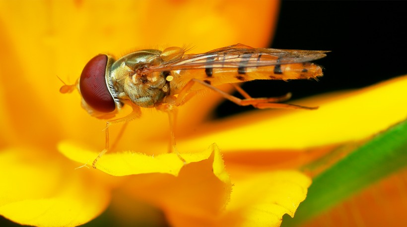 点击大图看下一张：细扁食蚜蝇昆虫图片