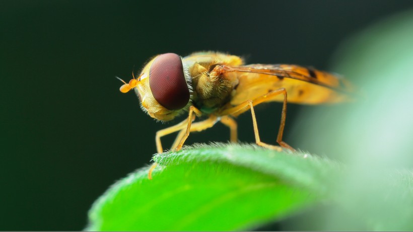 点击大图看下一张：细扁食蚜蝇昆虫图片