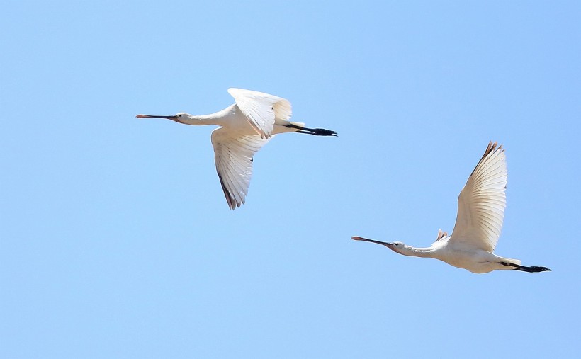 点击大图看下一张：飞行中的白琵鹭图片