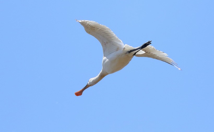点击大图看下一张：飞行中的白琵鹭图片