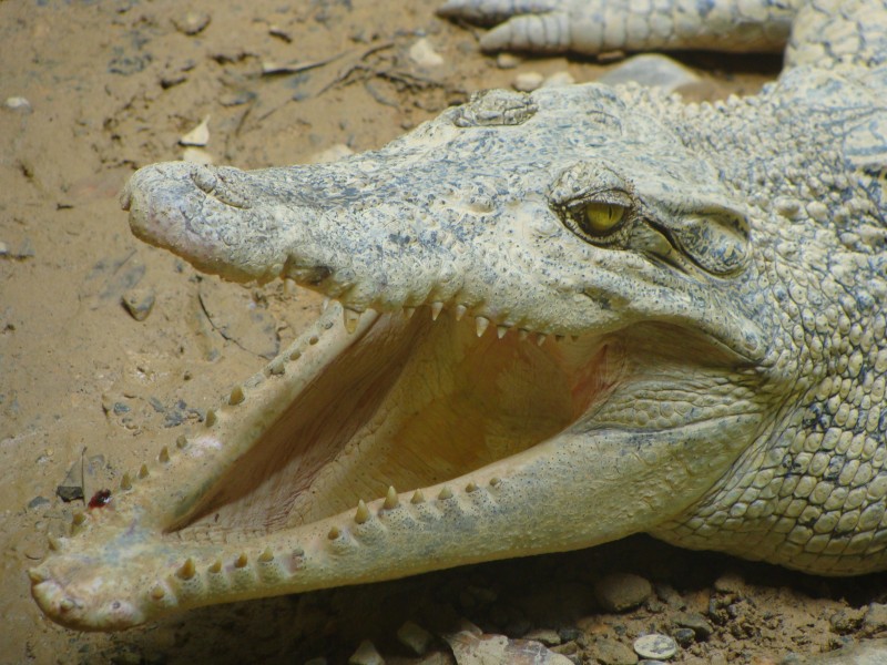 点击大图看下一张：鳄鱼的头部图片