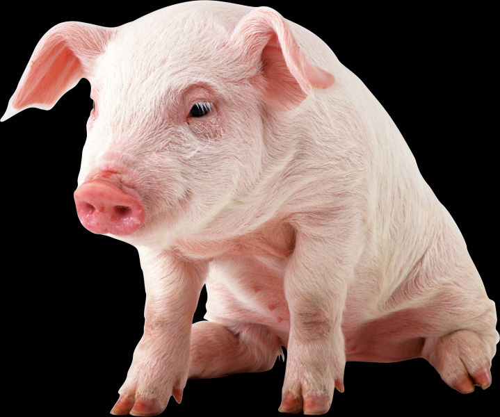 点击大图看下一张：小猪透明背景PNG图片
