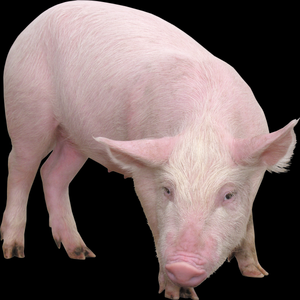 点击大图看下一张：小猪透明背景PNG图片