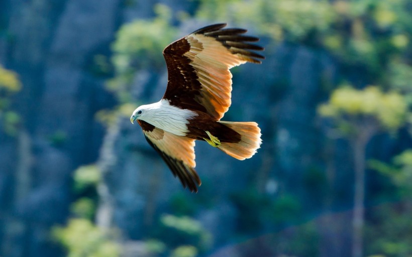 点击大图看下一张：飞翔的雄鹰图片