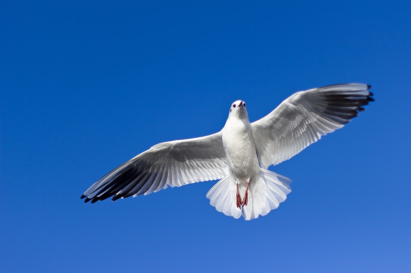 点击大图看下一张：飞翔的海鸥图片