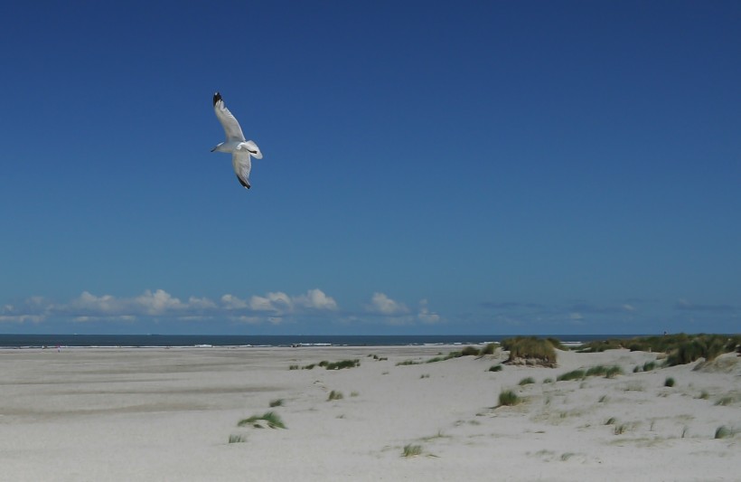 点击大图看下一张：飞翔的海鸥图片