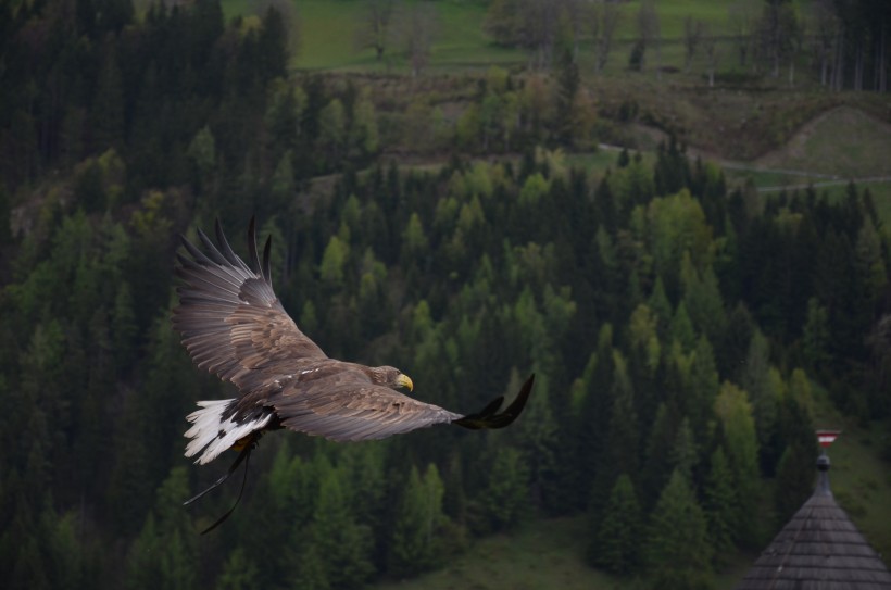 点击大图看下一张：飞翔的老鹰图片