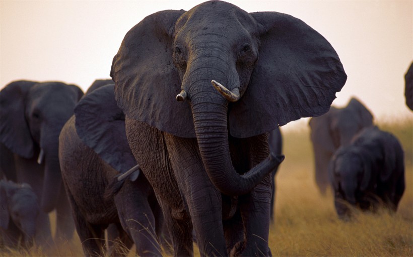 点击大图看下一张：非洲野生动物图片