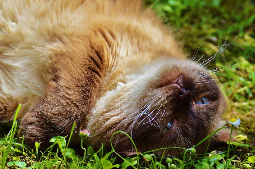 点击大图看下一张：体形圆胖的英国短毛猫图片