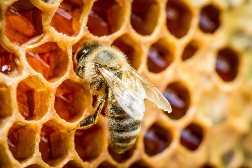点击大图看下一张：蜂巢上蜜蜂图片