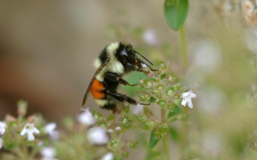 点击大图看下一张：蜂花之恋图片