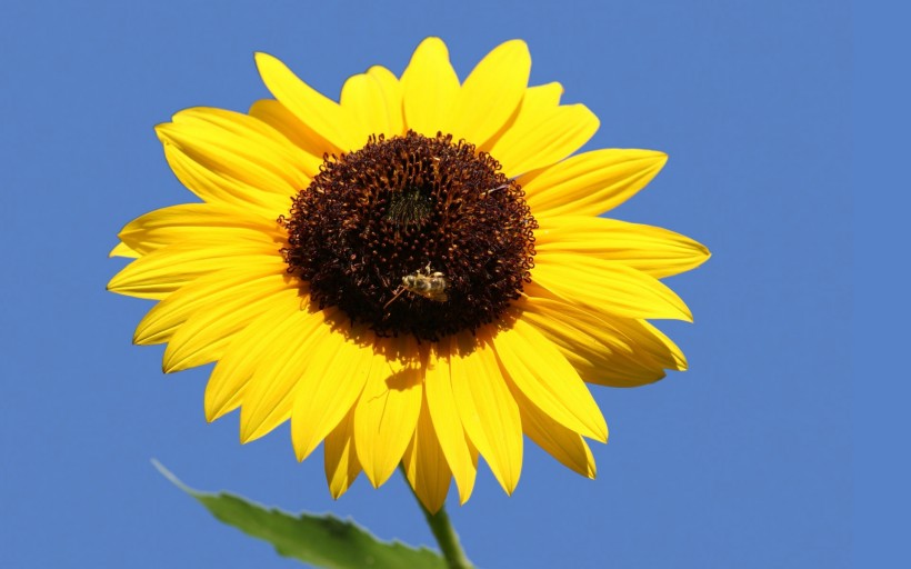 点击大图看下一张：蜂花之恋图片