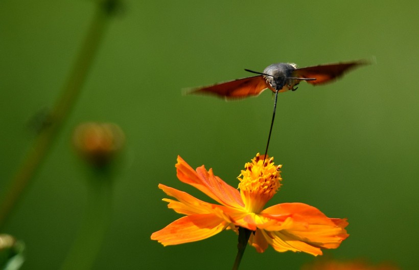 点击大图看下一张：采花蜜的蜂鸟鹰蛾图片