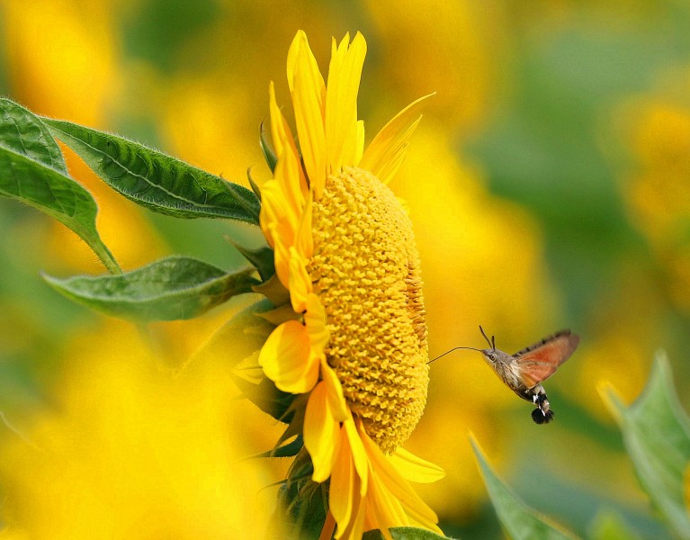 点击大图看下一张：葵花上的蜂鸟鹰蛾图片