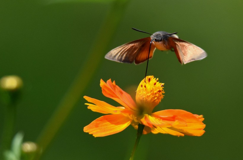 点击大图看下一张：采花蜜的蜂鸟鹰蛾图片