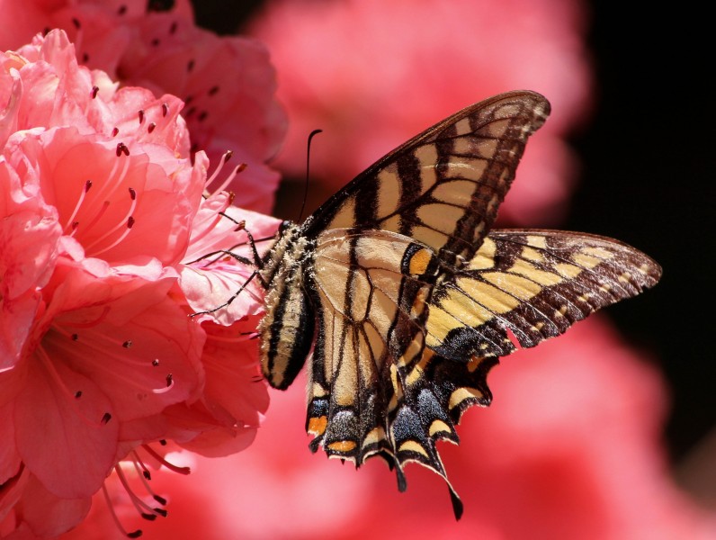 点击大图看下一张：恋花的凤尾蝶图片