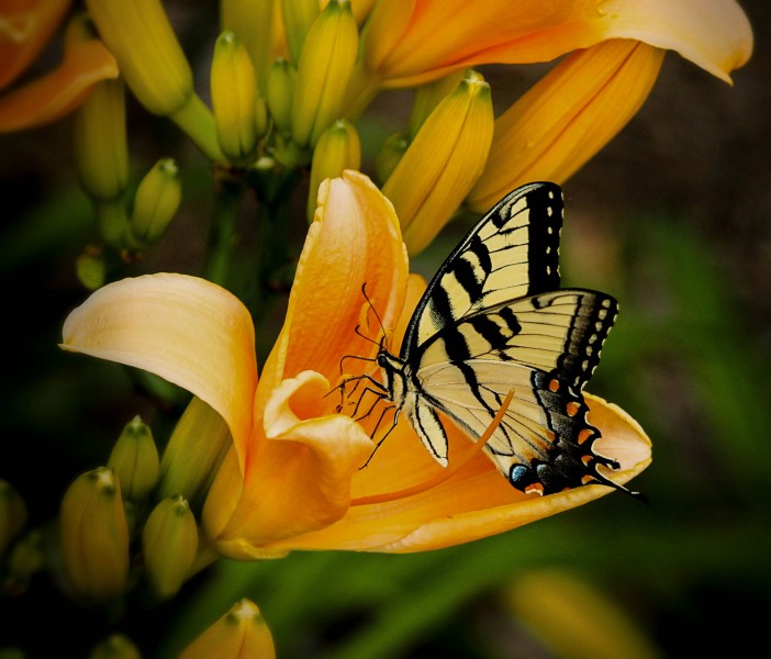 点击大图看下一张：恋花的凤尾蝶图片