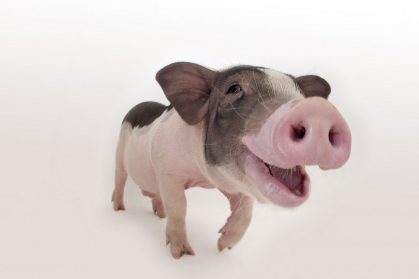 点击大图看下一张：粉红宠物猪图片
