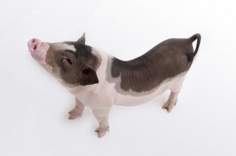 点击大图看下一张：粉红宠物猪图片