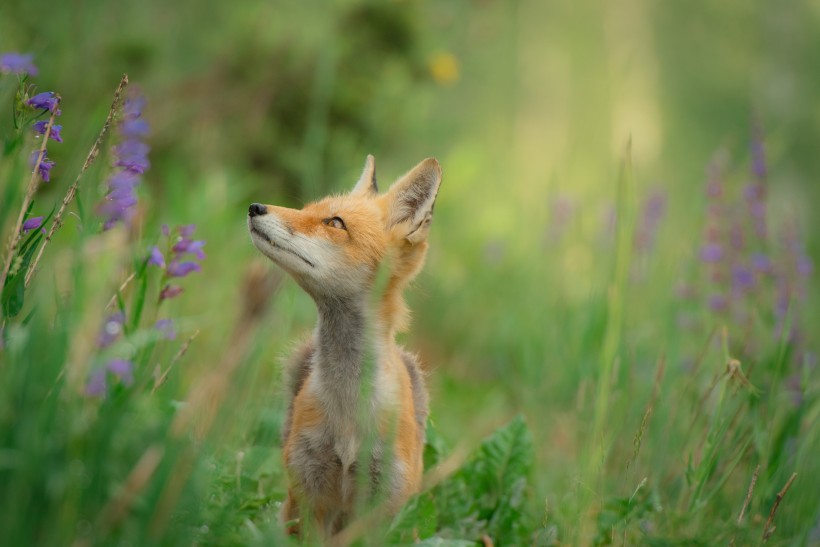 点击大图看下一张：可爱的狐狸图片