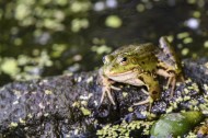 池塘里的青蛙图片_10张