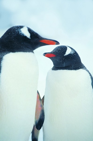 点击大图看下一张：高清企鹅接吻搞笑图片