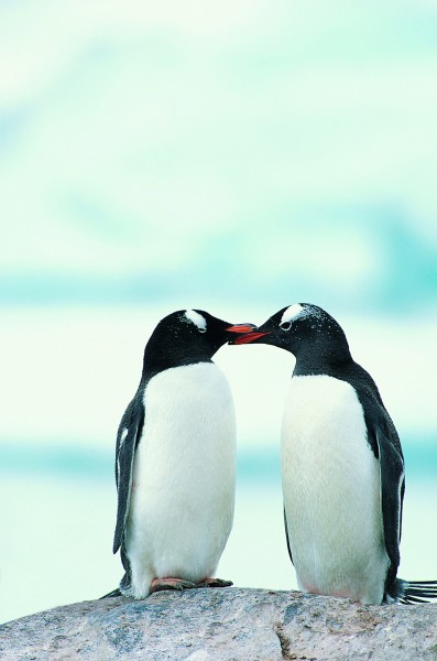 点击大图看下一张：高清企鹅接吻搞笑图片