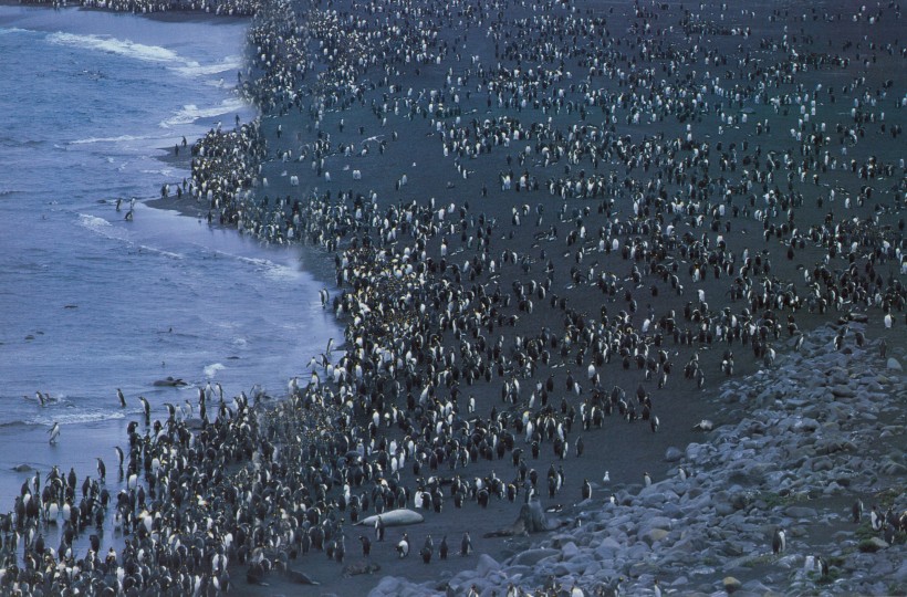 点击大图看下一张：高清企鹅群居生活图片