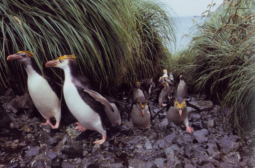 点击大图看下一张：高清企鹅群居生活图片