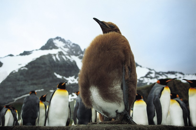 点击大图看下一张:高清企鹅群居生活图片