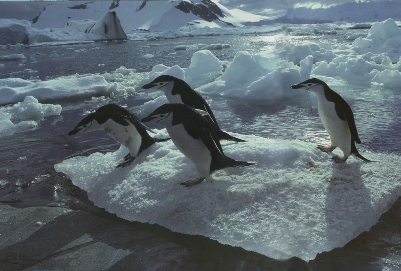 点击大图看下一张：高清企鹅跳水图片