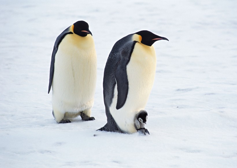点击大图看下一张：高清温馨企鹅家庭图片