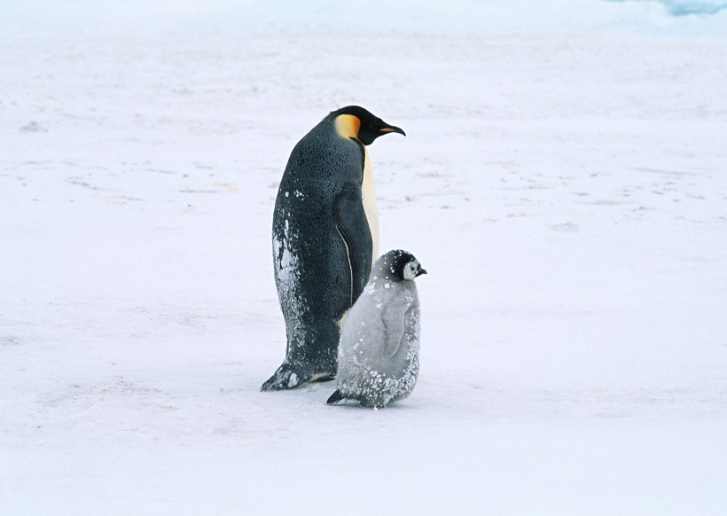 点击大图看下一张：高清温馨企鹅家庭图片