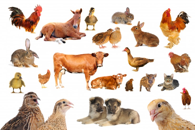 点击大图看下一张：各种动物图片