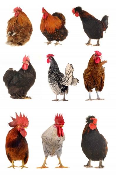 点击大图看下一张：各种类型的鸡图片