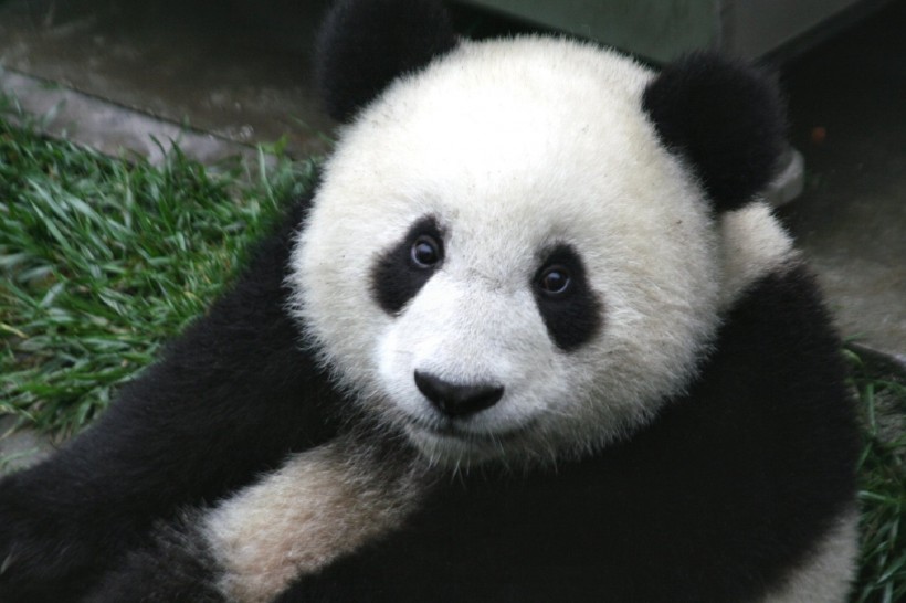 点击大图看下一张：可爱无敌大熊猫图片