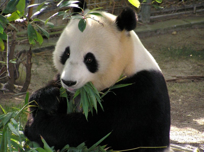 点击大图看下一张：国宝大熊猫图片