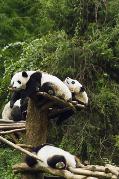 点击大图看下一张：可爱无敌的大熊猫图片