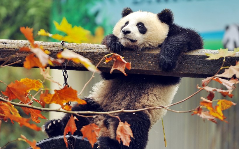 点击大图看下一张：快乐玩耍的熊猫图片