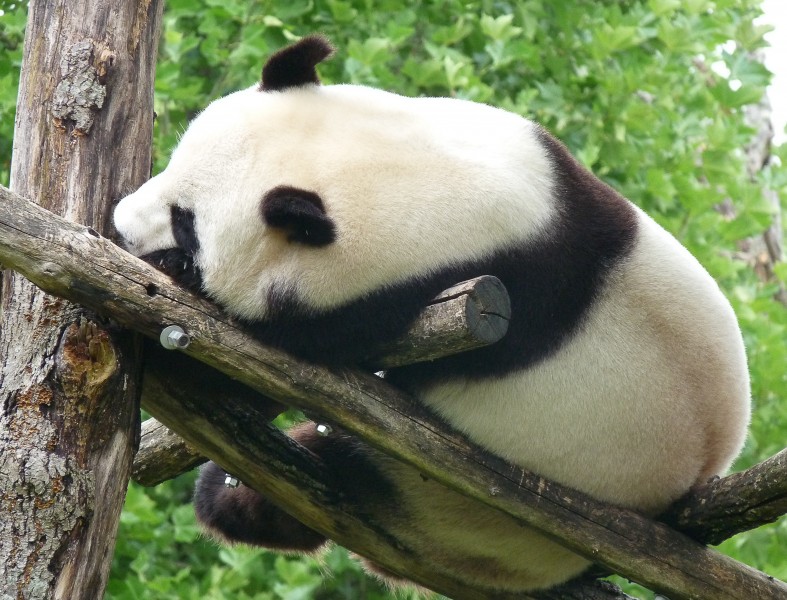 点击大图看下一张：国宝大熊猫图片