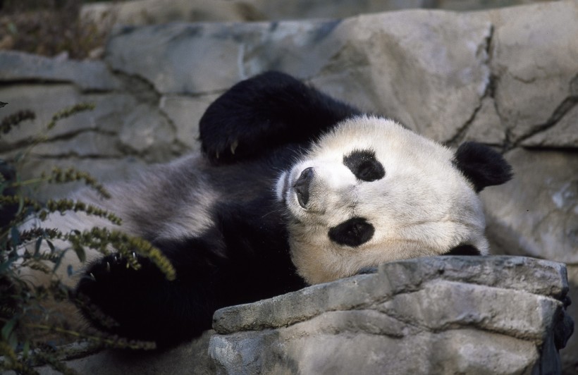 点击大图看下一张：可爱无敌大熊猫图片