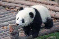 国宝大熊猫图片_12张