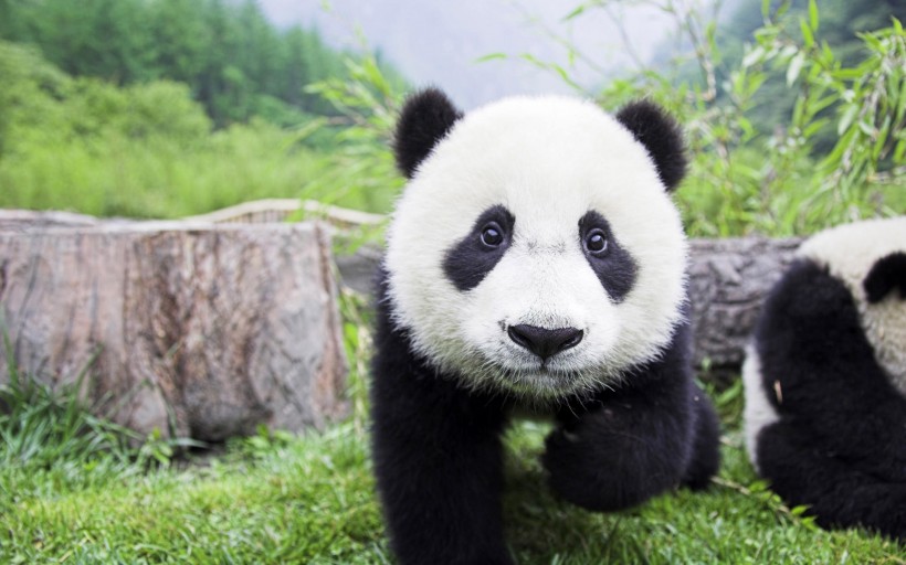 点击大图看下一张：快乐玩耍的熊猫图片
