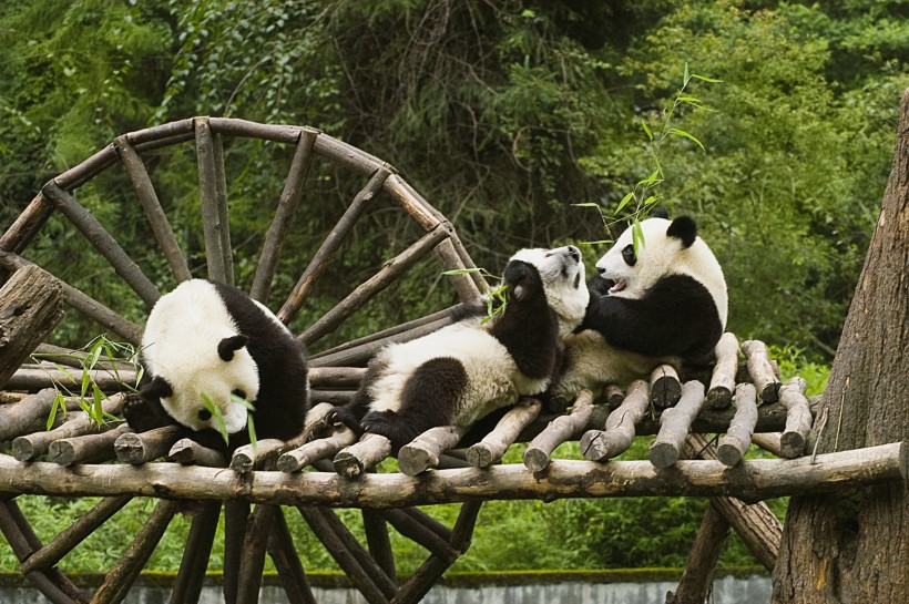 点击大图看下一张：可爱无敌的大熊猫图片