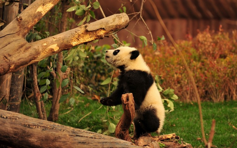 点击大图看下一张：可爱的大熊猫图片