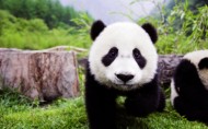 可爱的大熊猫图片_25张